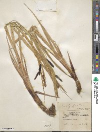 Carex lyngbyei image