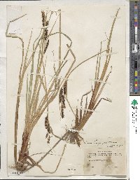 Carex lyngbyei image