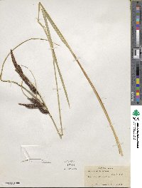 Carex lyngbyei image