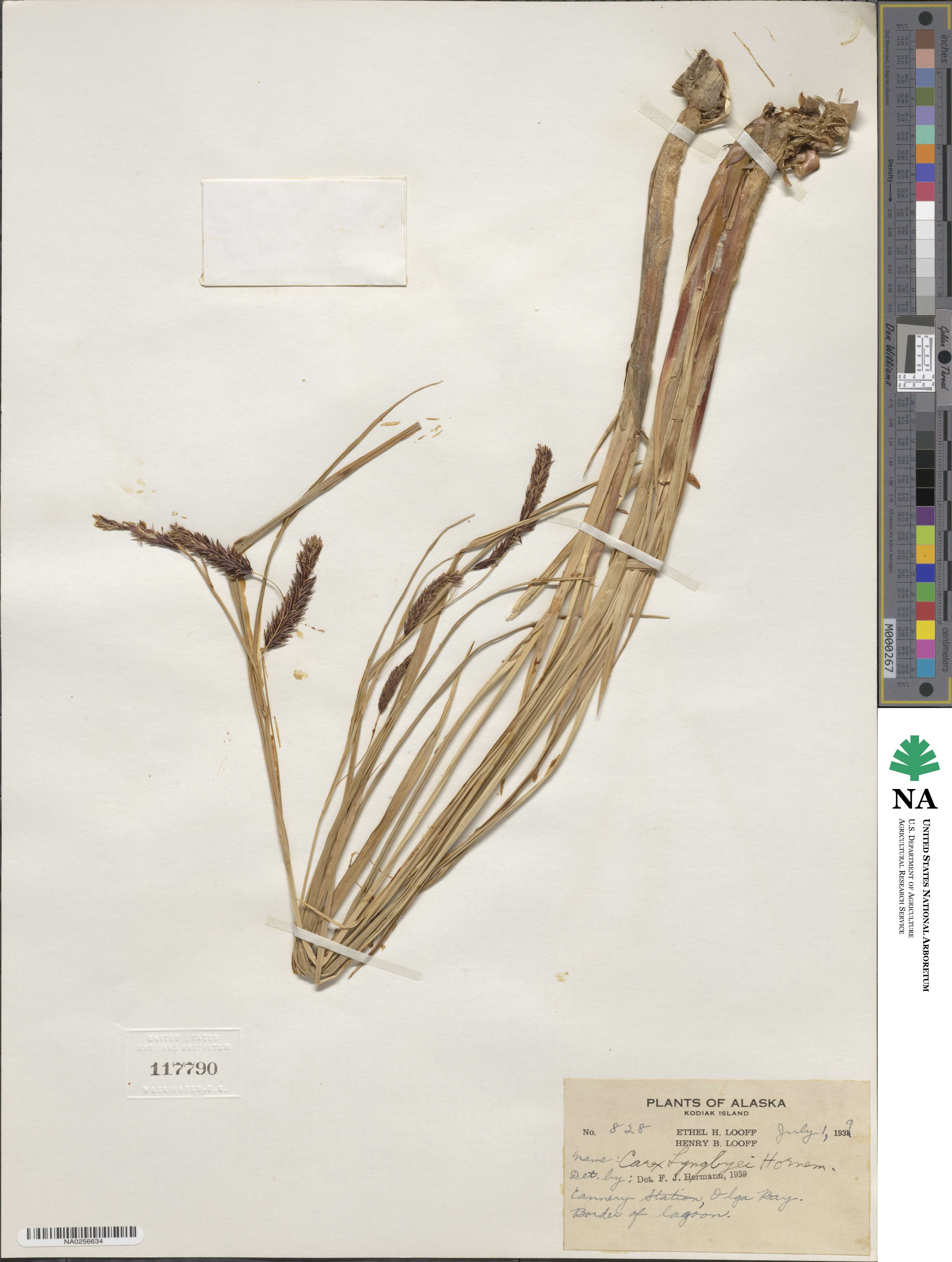 Carex lyngbyei image