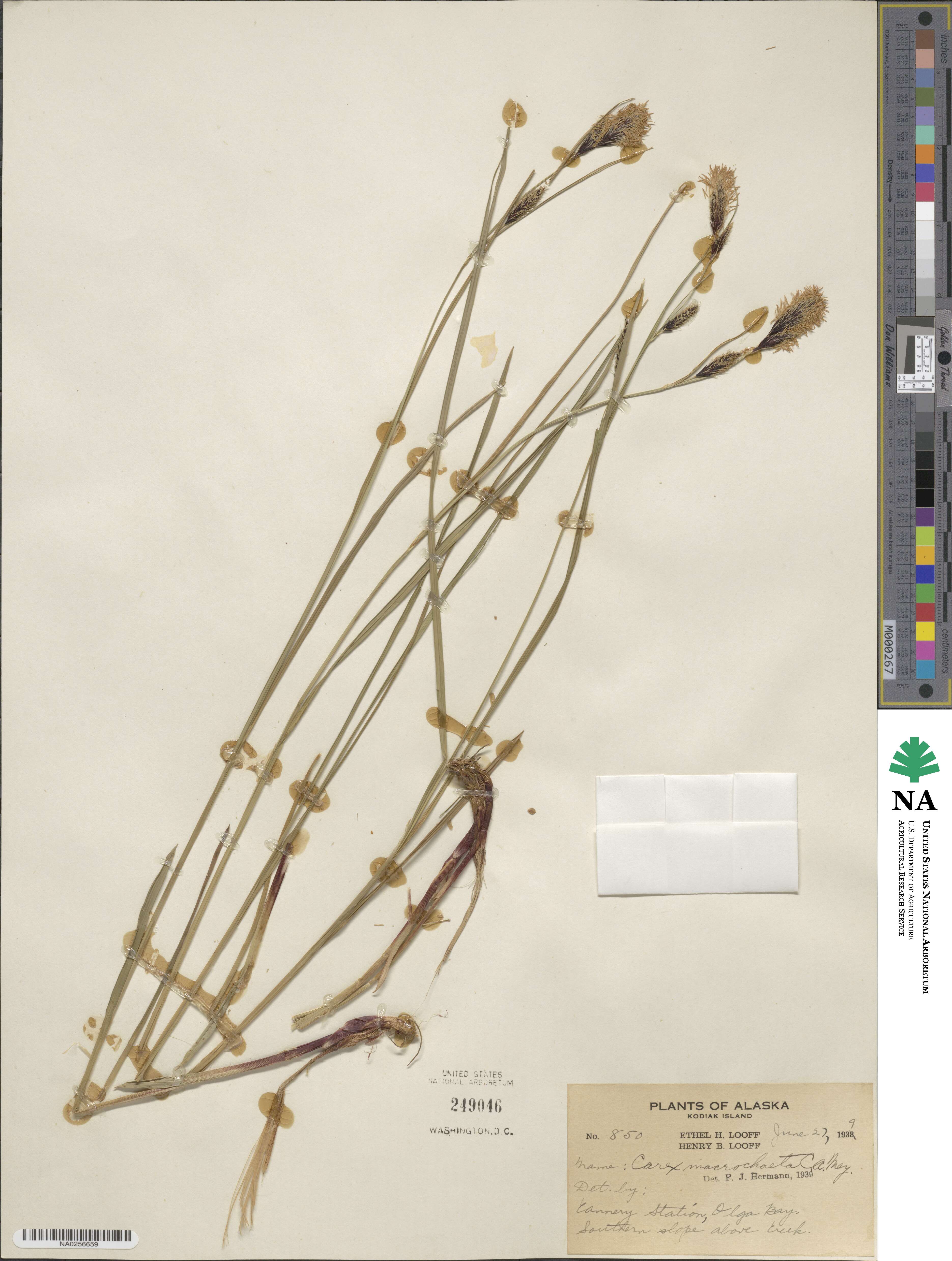 Carex macrochaeta image