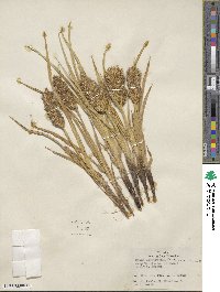 Carex macrochaeta image