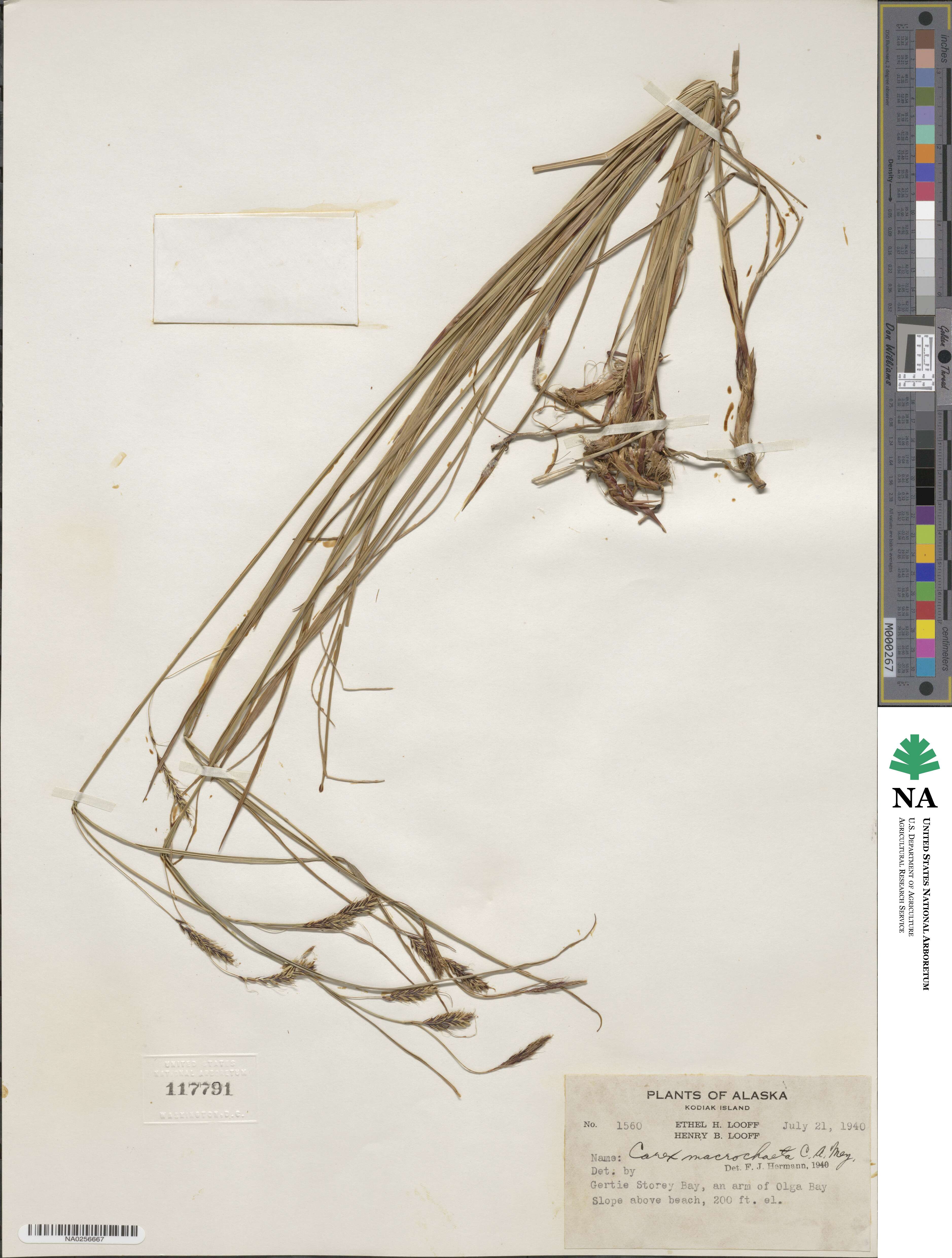 Carex macrochaeta image