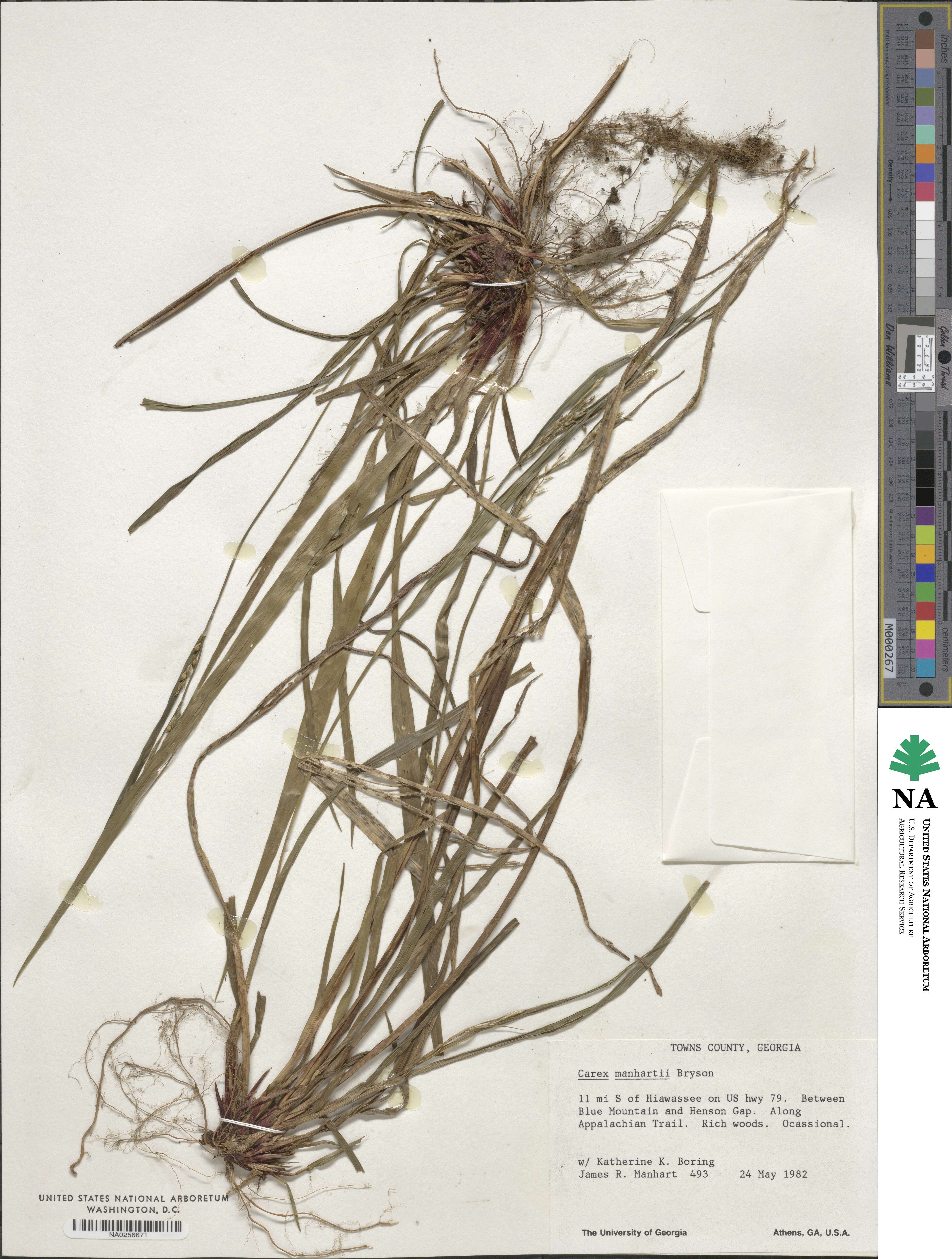 Carex manhartii image