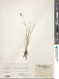 Carex praegracilis image