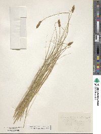 Carex praegracilis image