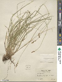 Carex mariposana image