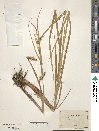 Carex maritima image