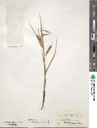 Carex maritima image