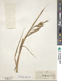 Carex maritima image