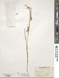 Carex maritima image