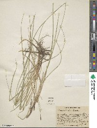 Carex meadii image