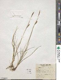 Carex meadii image