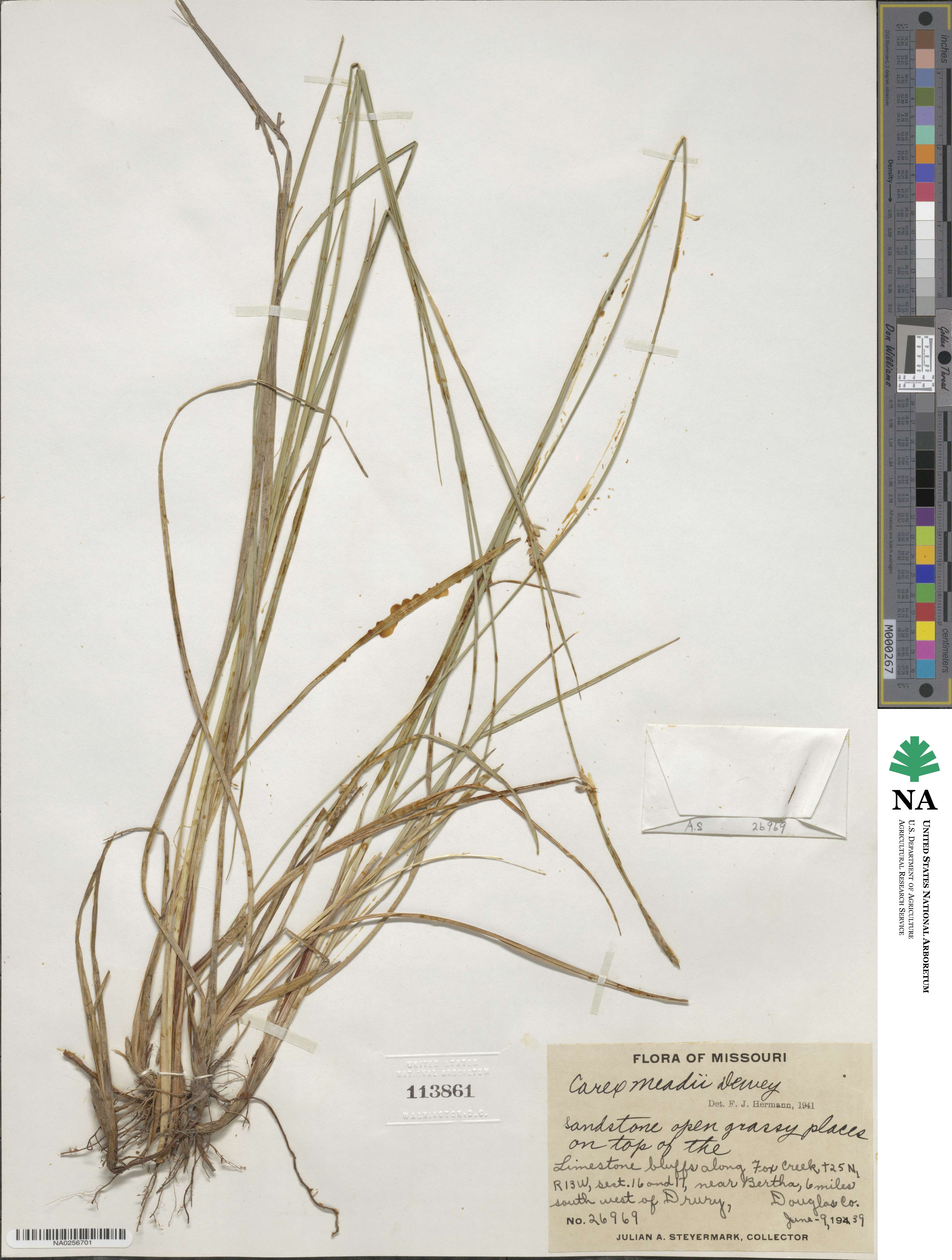 Carex meadii image