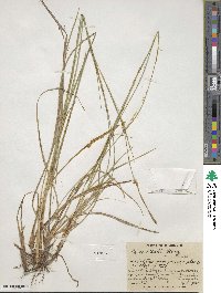 Carex meadii image