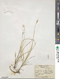 Carex meadii image