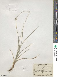 Carex meadii image