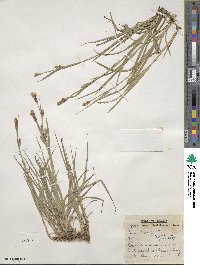 Carex meadii image