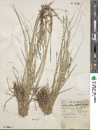 Carex meadii image