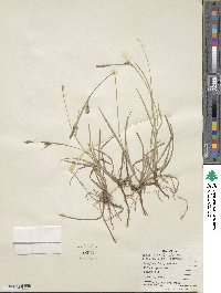 Carex meadii image