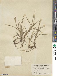 Carex meadii image