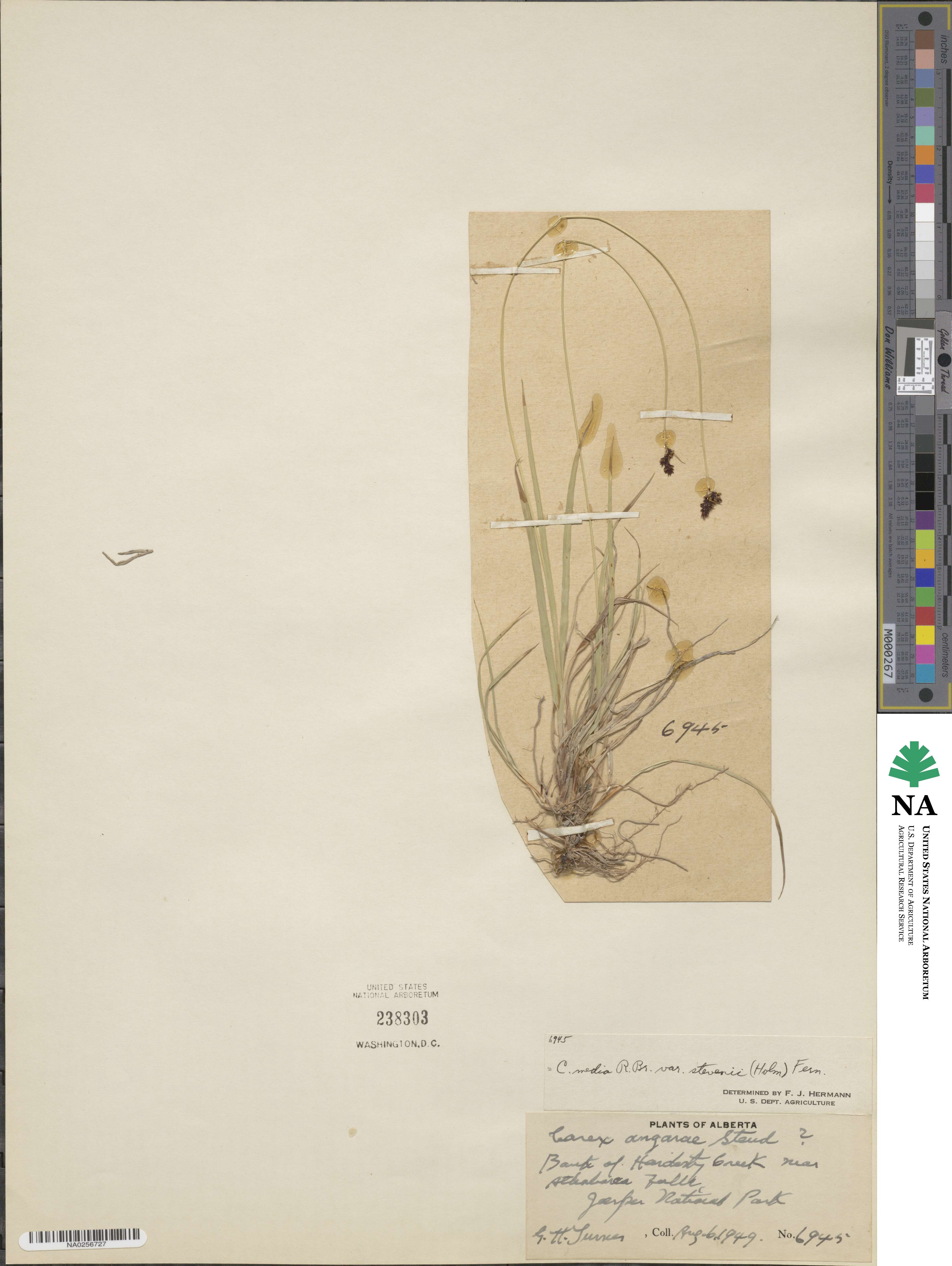 Carex stevenii image