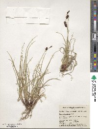 Carex membranacea image