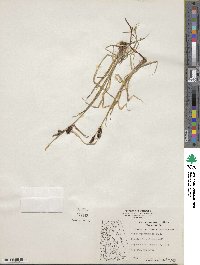 Carex membranacea image