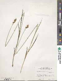 Carex merritt-fernaldii image