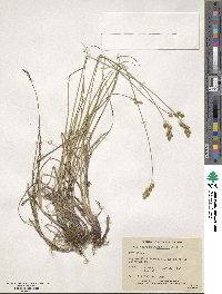 Carex merritt-fernaldii image