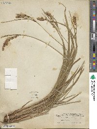 Carex mertensii image