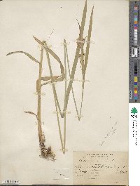 Carex mertensii image