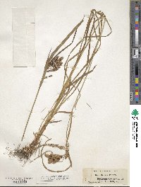 Carex mertensii image