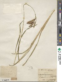 Carex mertensii image