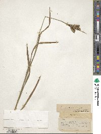 Carex mertensii image