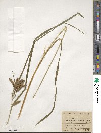 Carex mertensii image