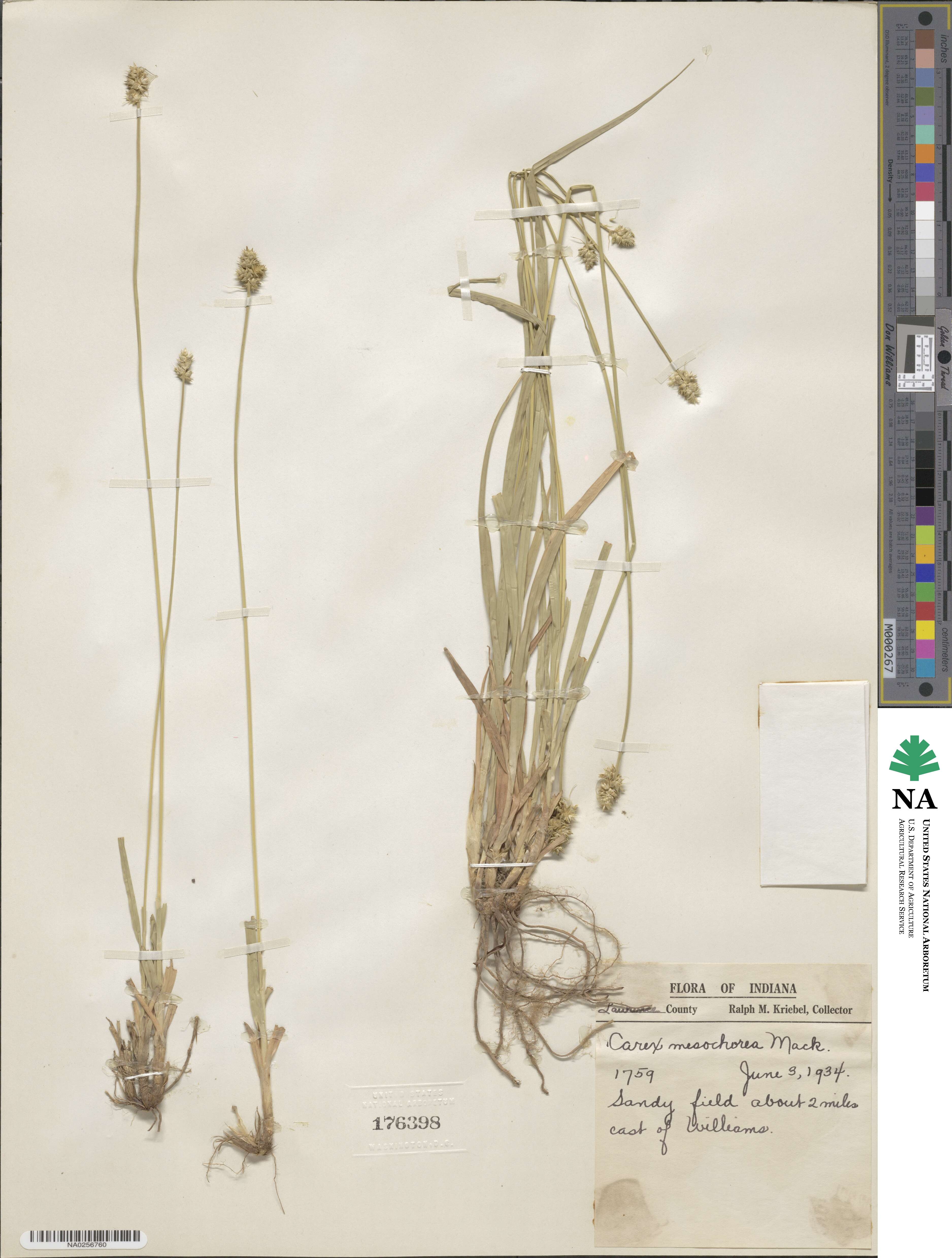 Carex mesochorea image