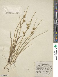 Carex michauxiana image