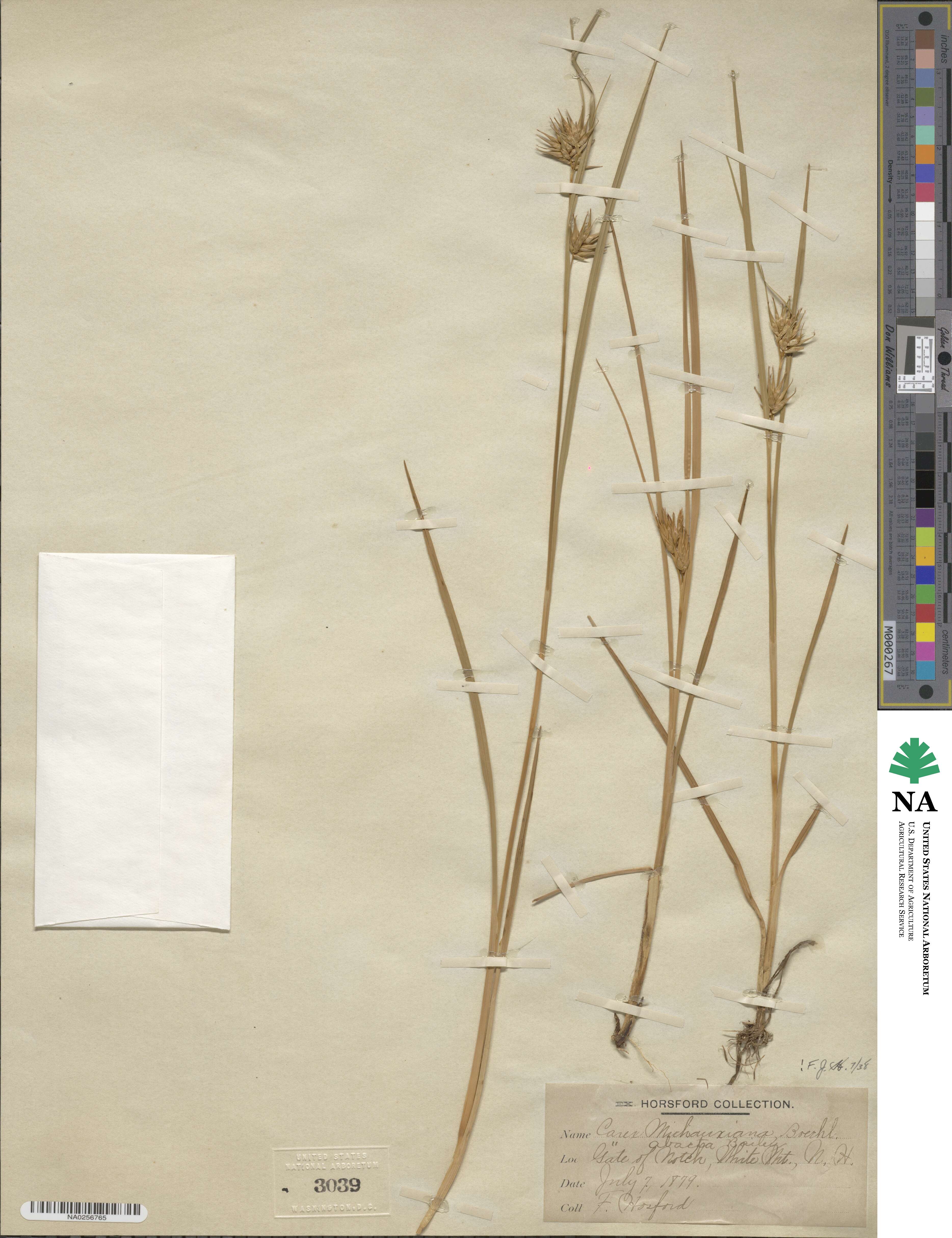 Carex michauxiana image
