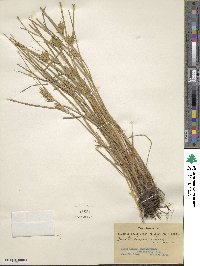 Carex michauxiana image