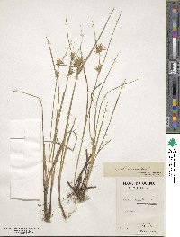 Carex michauxiana image