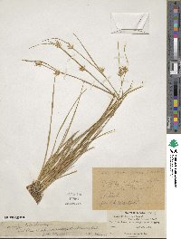 Carex michauxiana image