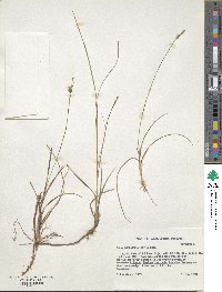 Carex microdonta image