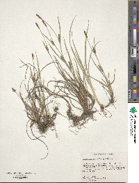 Carex microdonta image