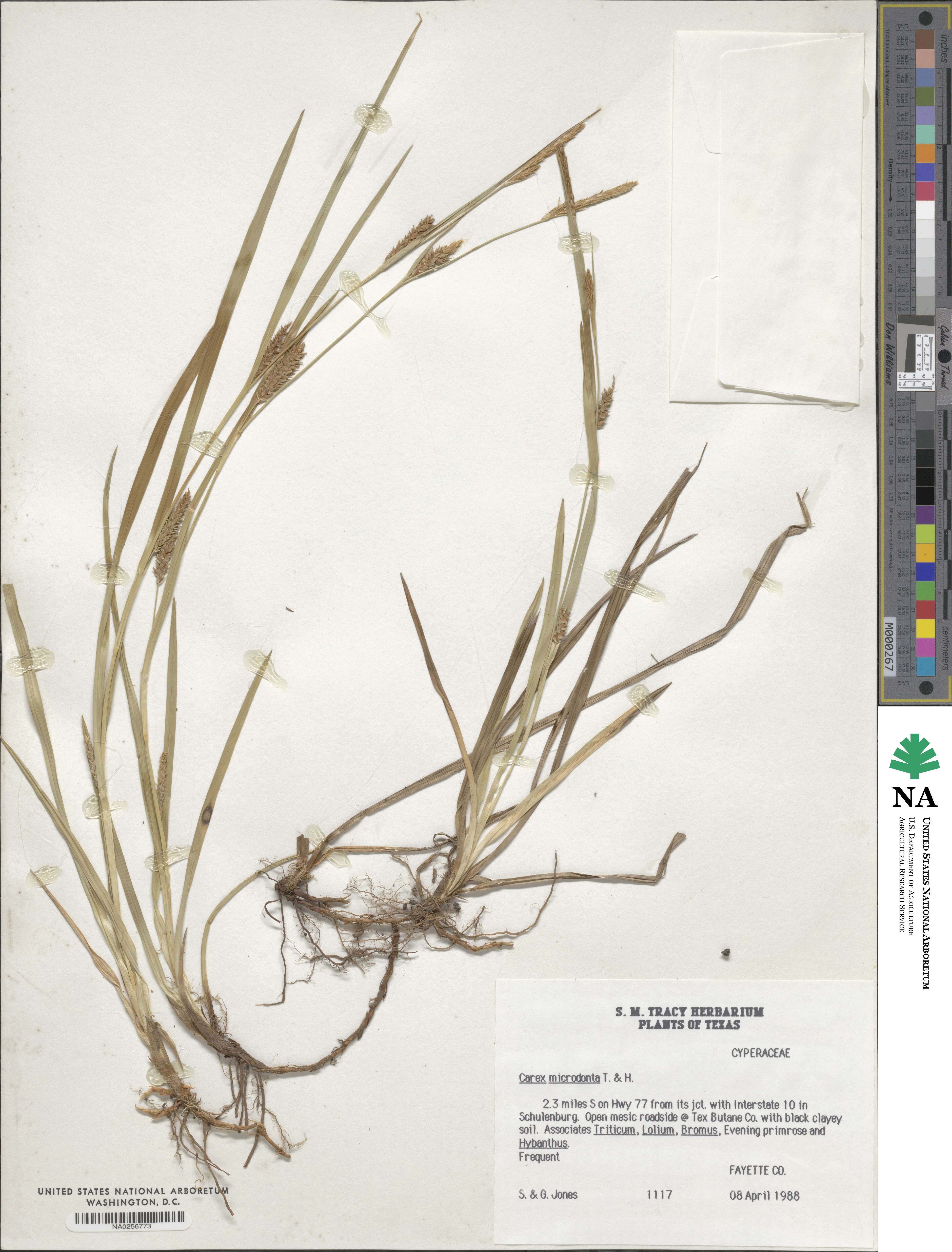 Carex microdonta image