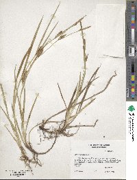 Carex microdonta image