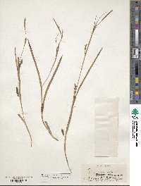 Carex microdonta image