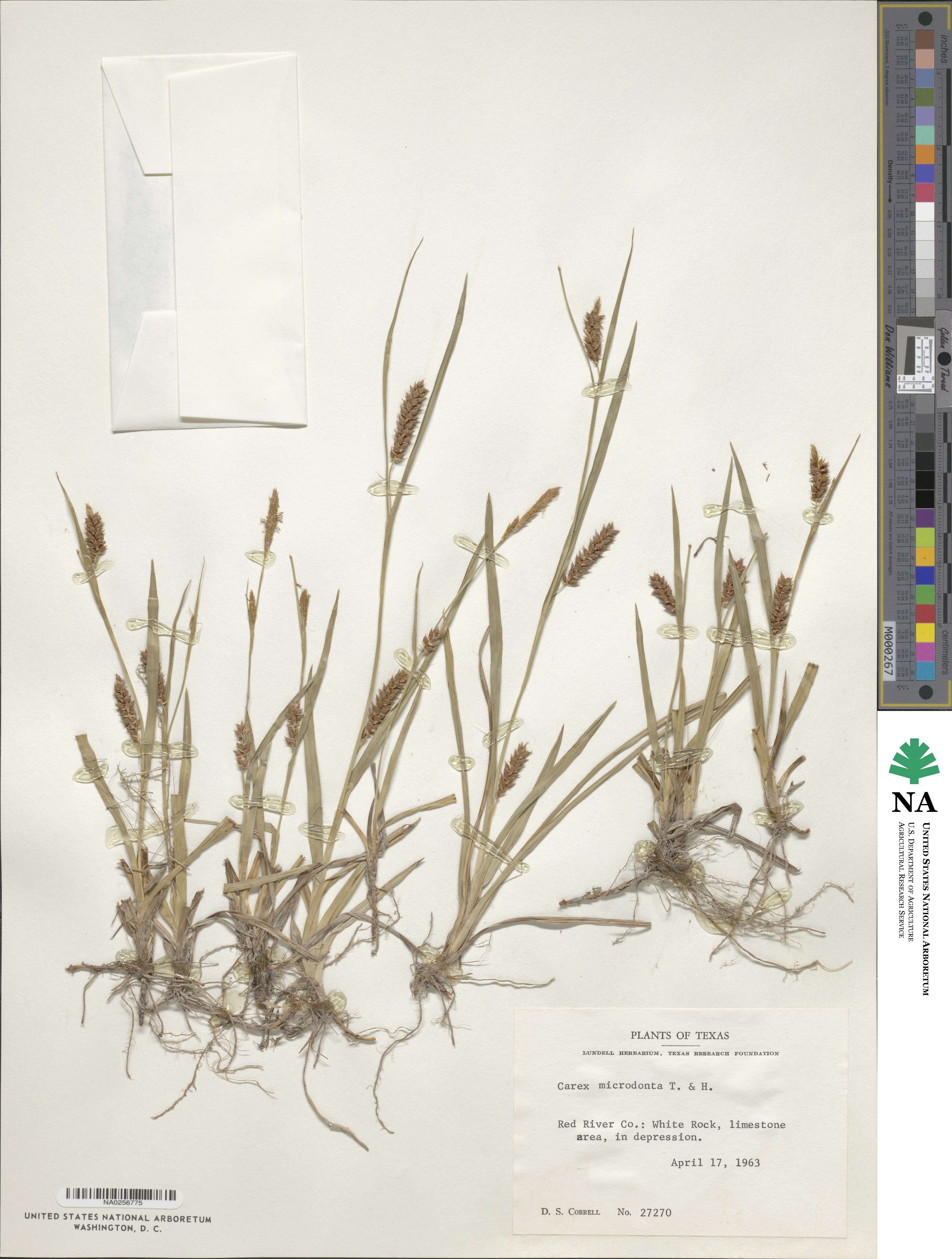 Carex microdonta image