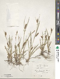 Carex microdonta image