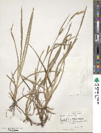 Carex microdonta image